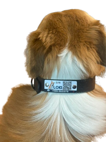 Loki usando su Collar Todo Perro ID