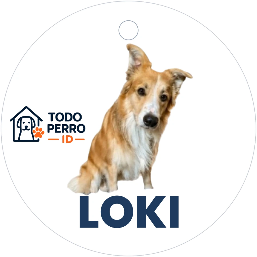 Placa circular Todo Perro ID — frente
